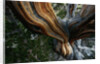 Close-up of Trunk of Bristlecone Pine Tree by Anonymous