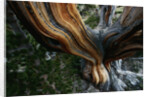 Close-up of Trunk of Bristlecone Pine Tree by Anonymous