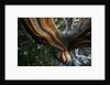 Close-up of Trunk of Bristlecone Pine Tree by Anonymous