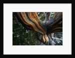 Close-up of Trunk of Bristlecone Pine Tree by Anonymous