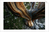 Close-up of Trunk of Bristlecone Pine Tree by Anonymous