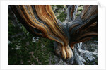 Close-up of Trunk of Bristlecone Pine Tree by Anonymous