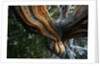 Close-up of Trunk of Bristlecone Pine Tree by Anonymous