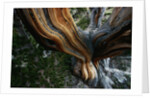 Close-up of Trunk of Bristlecone Pine Tree by Anonymous