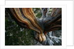 Close-up of Trunk of Bristlecone Pine Tree by Anonymous