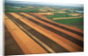 Wheat Fields by Anonymous