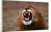 Lion Roaring by Anonymous