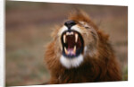 Lion Roaring by Anonymous