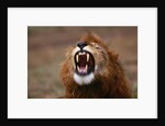 Lion Roaring by Anonymous