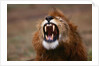 Lion Roaring by Anonymous
