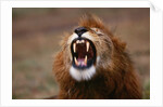 Lion Roaring by Anonymous