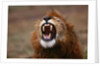 Lion Roaring by Anonymous