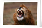 Lion Roaring by Anonymous