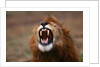 Lion Roaring by Anonymous