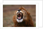 Lion Roaring by Anonymous