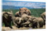 Elephant Herd at a Water Hole by Anonymous