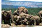 Elephant Herd at a Water Hole by Anonymous