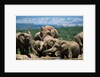 Elephant Herd at a Water Hole by Anonymous