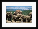 Elephant Herd at a Water Hole by Anonymous