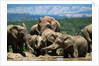 Elephant Herd at a Water Hole by Anonymous