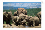 Elephant Herd at a Water Hole by Anonymous