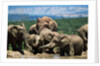 Elephant Herd at a Water Hole by Anonymous