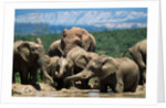 Elephant Herd at a Water Hole by Anonymous
