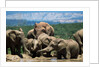 Elephant Herd at a Water Hole by Anonymous