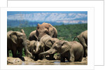 Elephant Herd at a Water Hole by Anonymous