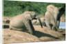 Elephants near a Water Hole by Corbis