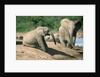 Elephants near a Water Hole by Corbis