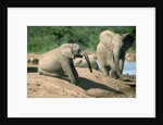 Elephants near a Water Hole by Corbis