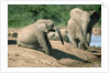 Elephants near a Water Hole by Corbis