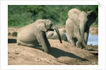 Elephants near a Water Hole by Corbis