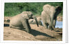 Elephants near a Water Hole by Corbis