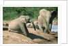 Elephants near a Water Hole by Corbis