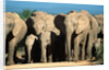 Elephant Herd on a Dirt Road by Anonymous