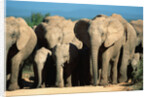 Elephant Herd on a Dirt Road by Anonymous