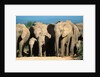 Elephant Herd on a Dirt Road by Anonymous