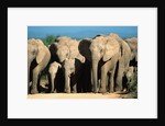Elephant Herd on a Dirt Road by Anonymous