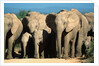 Elephant Herd on a Dirt Road by Anonymous