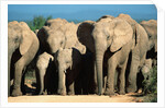 Elephant Herd on a Dirt Road by Anonymous