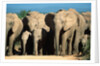 Elephant Herd on a Dirt Road by Anonymous