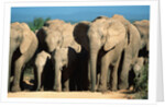 Elephant Herd on a Dirt Road by Anonymous