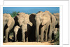 Elephant Herd on a Dirt Road by Anonymous
