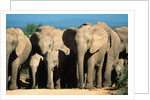 Elephant Herd on a Dirt Road by Anonymous