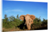 Angry Elephant Emerging from the Forest by Anonymous