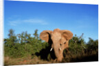 Angry Elephant Emerging from the Forest by Anonymous