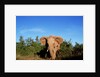 Angry Elephant Emerging from the Forest by Anonymous