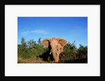 Angry Elephant Emerging from the Forest by Anonymous